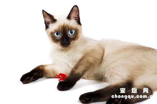 猫咪乱拉屎的原因