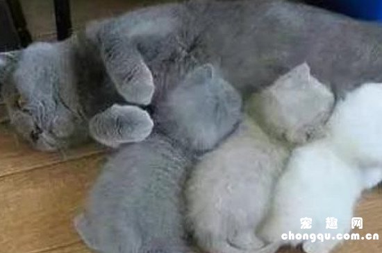 <b>怎么判断猫生完了所有孩子?</b>
