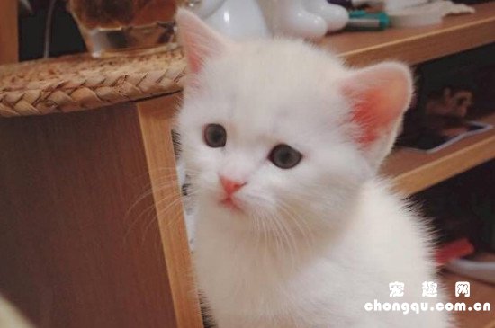 刚出生的小奶猫怎么养