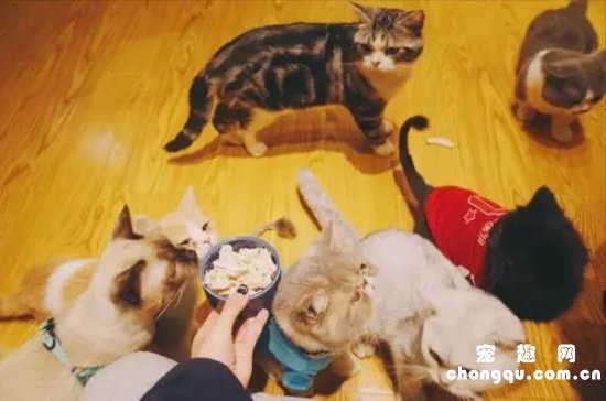 猫咪可以天天吃鸡胸肉吗