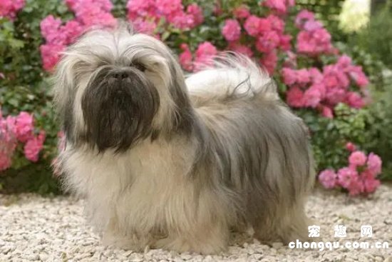 拉萨犬为什么没人养