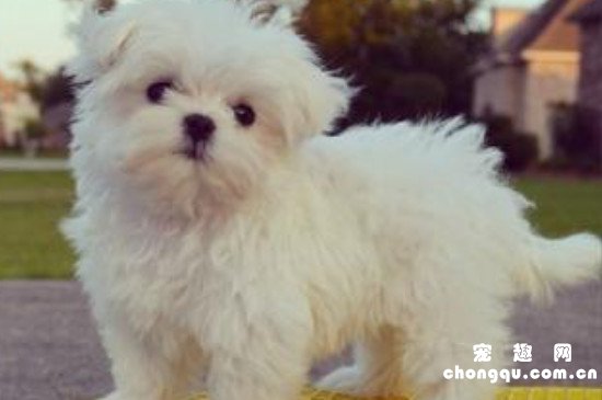 马尔济斯犬怎么挑