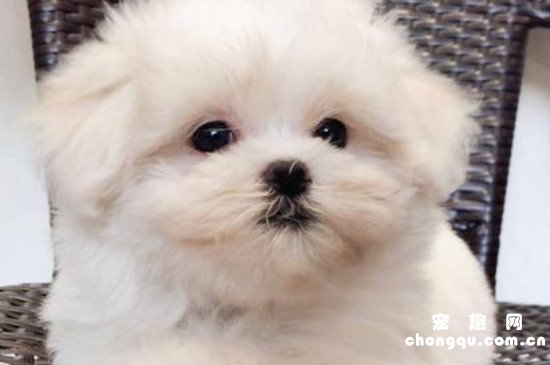 马尔济斯犬怎么剪毛