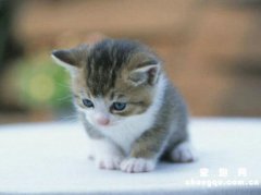 <b>猫尿闭是什么原因引起的？</b>