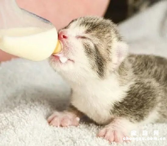 宠物小猫不吃奶该怎么办？