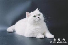 <b>美短银渐层是什么猫？</b>
