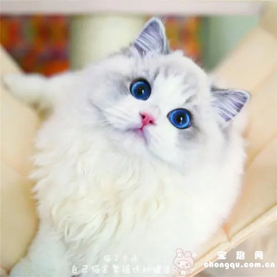 布偶可以和其他猫一起养吗