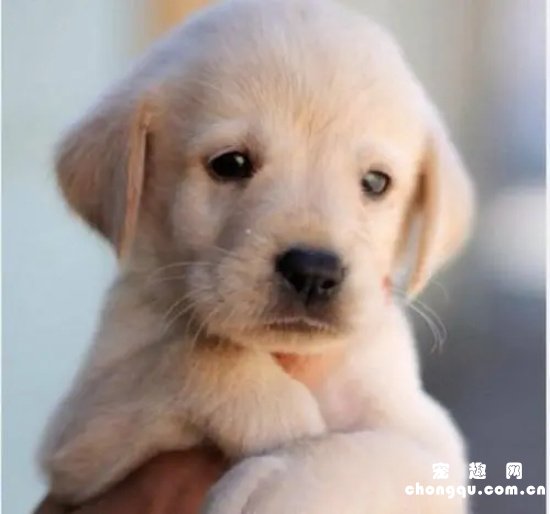 拉布拉多幼犬什么时候驱虫