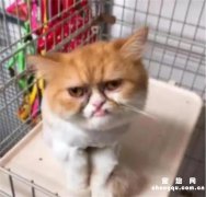 <b>橘猫因长得“忧郁”而走红，网友像欠了几十万没钱还</b>