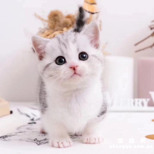 对猫咪无害的室内植物