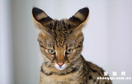 ​大耳朵猫咪是什么品种