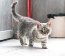 <b>小猫突然像哮喘一样抽气</b>