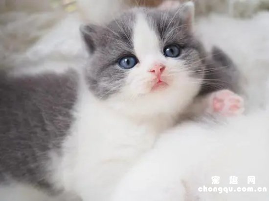 ​刚出生两个月的猫吃什么?