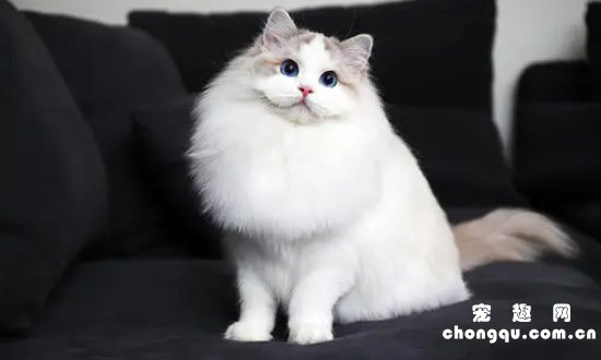 ​布偶猫冬天掉毛严重正常吗