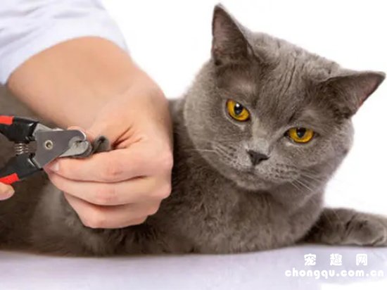 ​剪指甲剪到猫咪血线怎么办