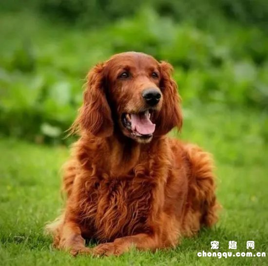 爱尔兰雪达犬掉毛吗？如何护理爱尔兰猎犬的毛发?