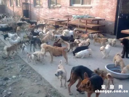 狗舍或买宠物的时候需要注意哪些问题