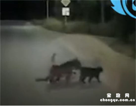 <b>夜间路灯下，一只受伤的狗狗被两只猫咪护送着过马路…</b>