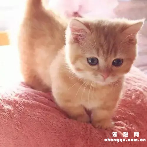 ​猫咪漏尿什么原因