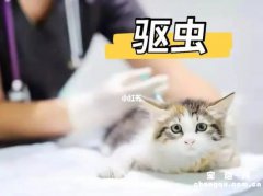 <b>猫咪体外驱虫用什么药好?</b>