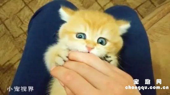 小猫总是爱咬人怎么办