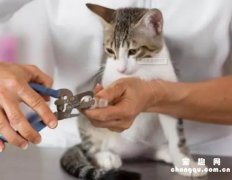<b>怎么给猫剪指甲？</b>