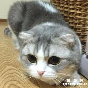 <b>母猫发完情是什么症状？</b>