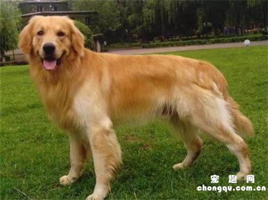 金毛几个月开始猛长毛