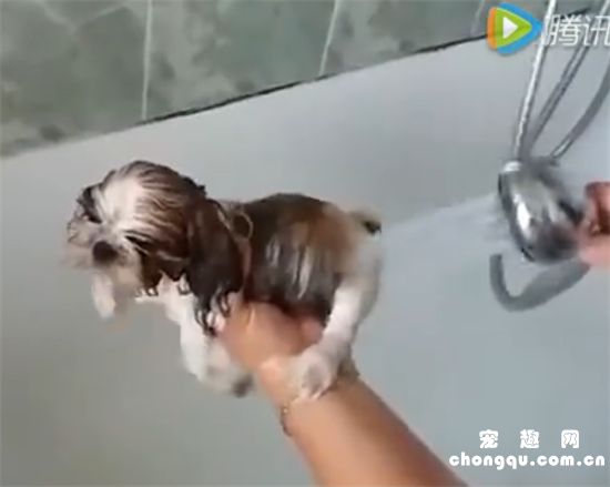 <b>小西施犬洗澡澡时四脚乱游，好可爱！</b>