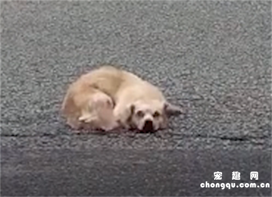 <b>流浪狗被撞伤趴卧在马路上，交警抱它送医…</b>