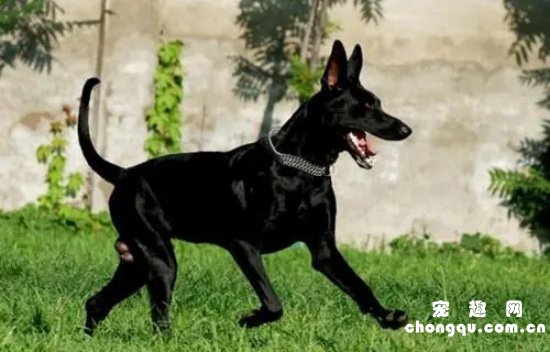黑狼犬纯不纯怎么分辨