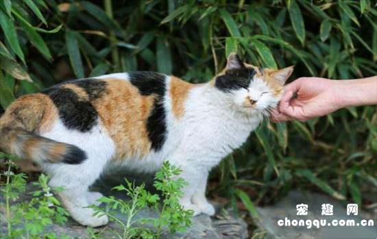 ​玳瑁猫是三花猫的一种吗