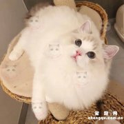 <b>怎么确定猫咪得了毛球症?</b>