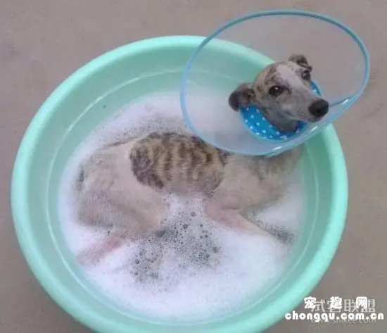 狗狗药浴怎么洗?