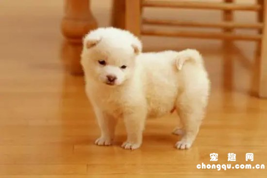 怎么判断幼犬是否吃饱?