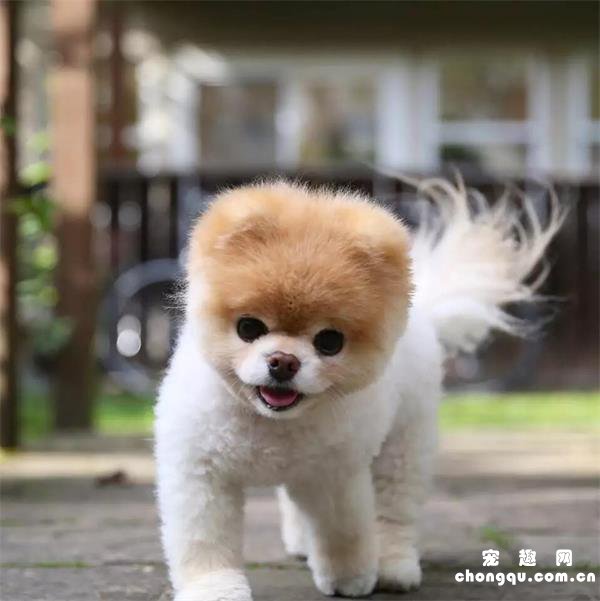 狗狗猕猴桃可以吃吗？