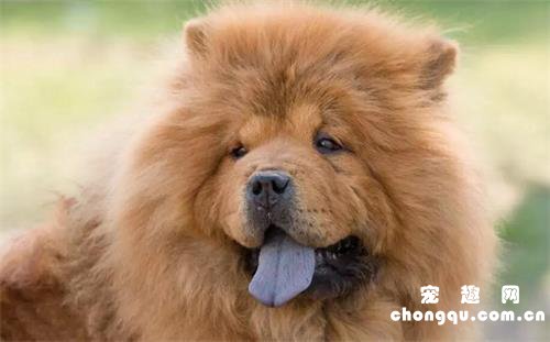 狗狗吃月饼的危害