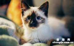 猫肠胃炎吃什么药最好？