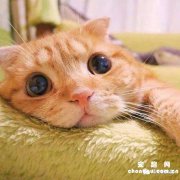 ​怎么教育不听话的猫？