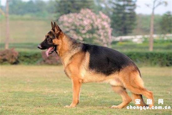 驯养德国牧羊犬的注意点
