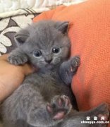 <b>​2个月蓝猫怎么看品相？</b>