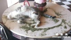 ​猫薄荷有什么作用？