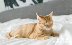 猫吐白沫是什么原因？