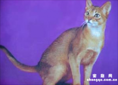 <b>阿比西尼亚猫和新加坡猫哪个好养?</b>