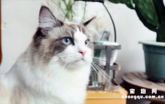 ​搬新家猫咪怎样适应?