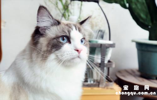​搬新家猫咪怎样适应