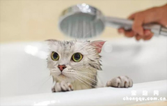 <b>给猫洗澡的技巧</b>