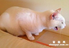 <b>怎么给猫咪挤肛门腺?</b>