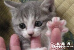 猫咪总是打喷嚏咋回事?