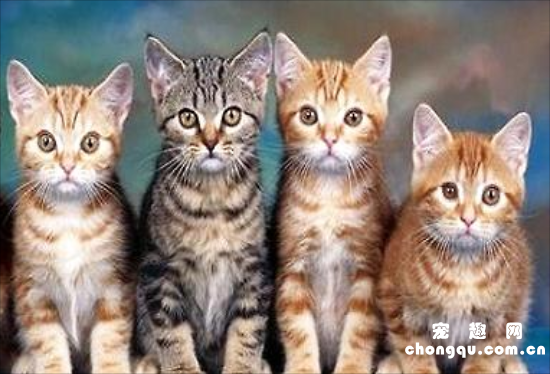 什么是吸猫 吸猫是什么意思